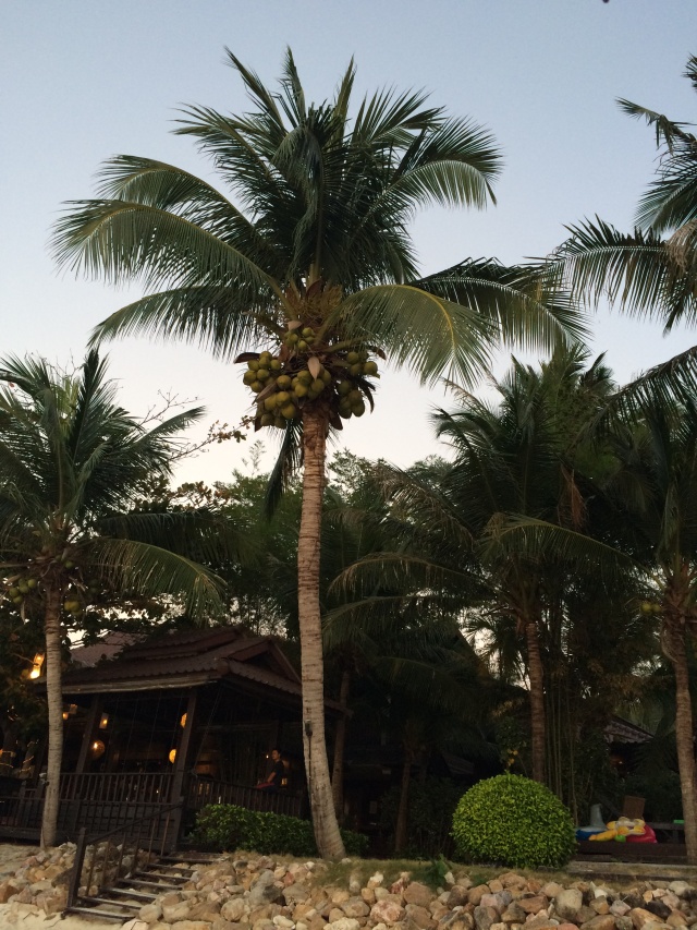 パンガン島　ヤシの木